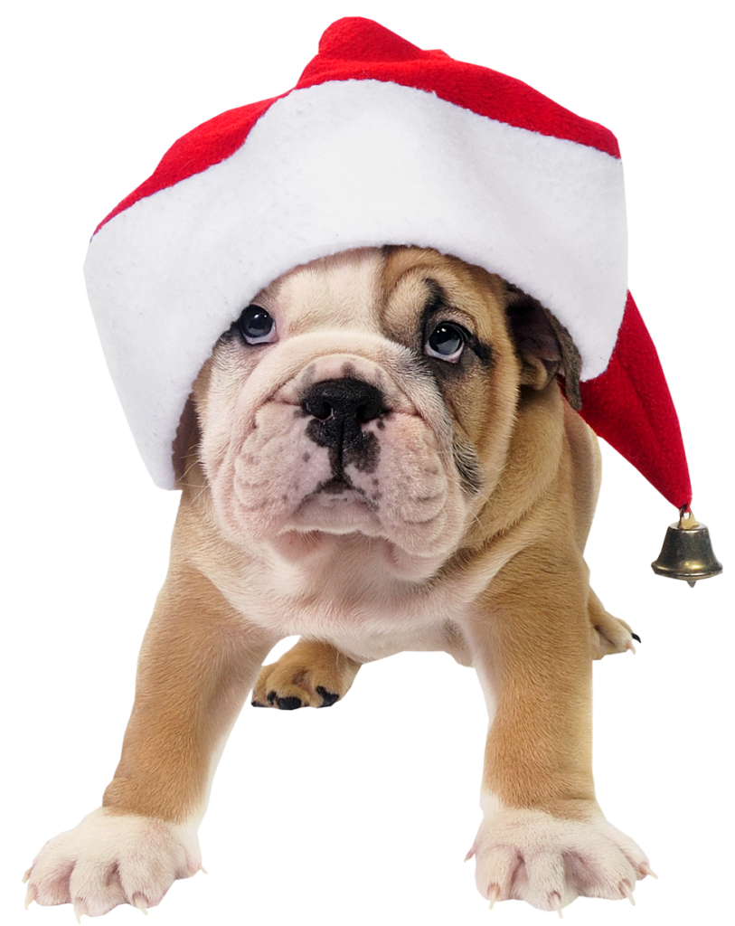 Cute Dog with Santa Hat